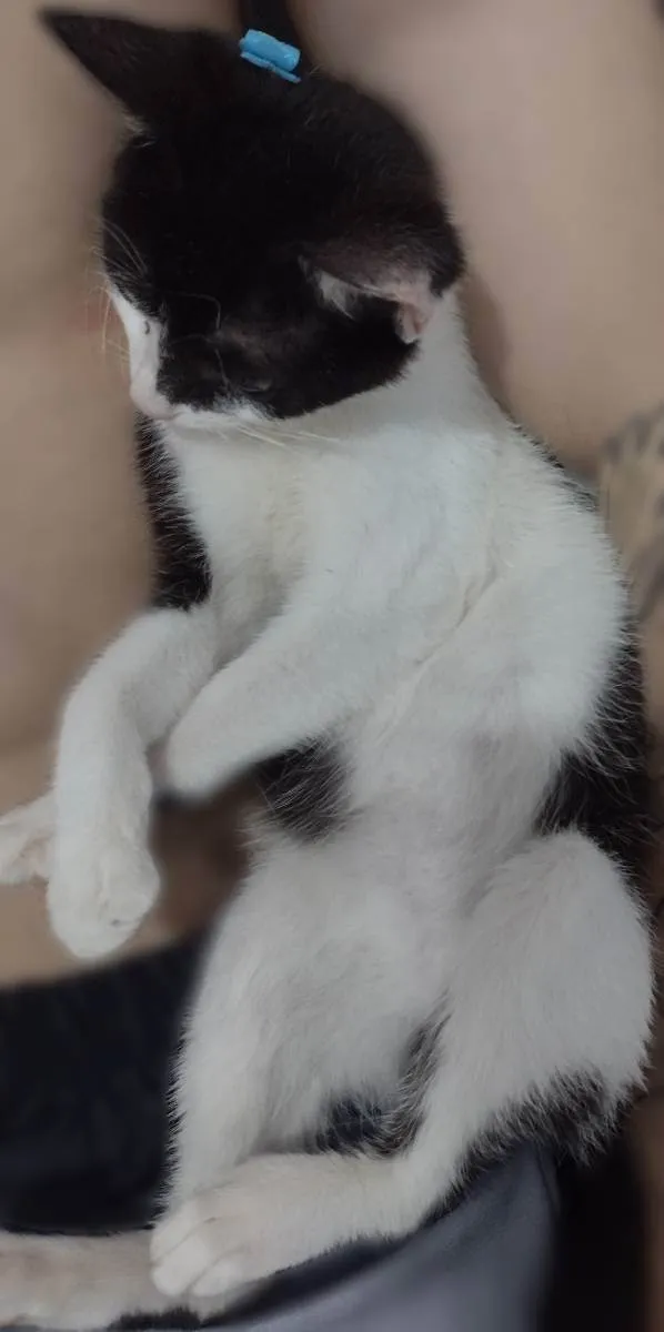 Gato raça SRD idade 2 a 6 meses nome Sem Nome