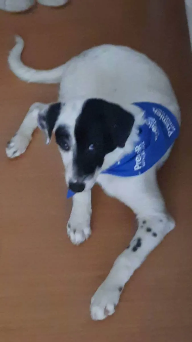 Cachorro raça mae border collie, pai desconh idade 2 a 6 meses nome pirata