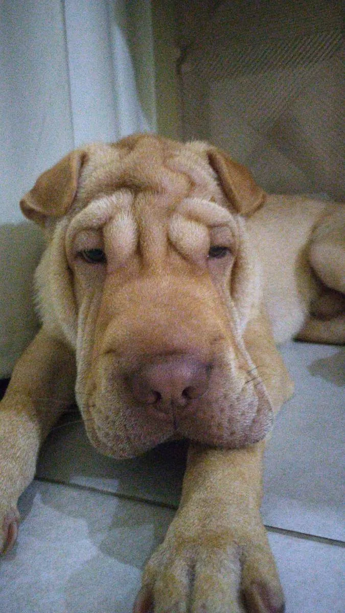 Cachorro ra a Sharpei idade 1 ano nome Luke