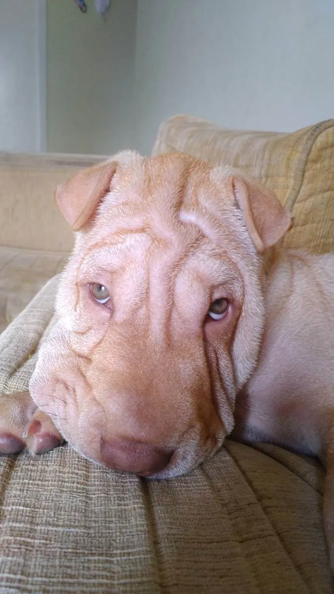 Cachorro ra a Sharpei idade 1 ano nome Luke