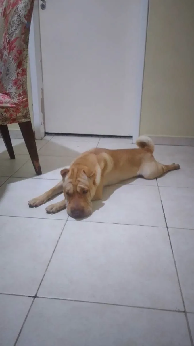 Cachorro ra a Sharpei idade 1 ano nome Luke