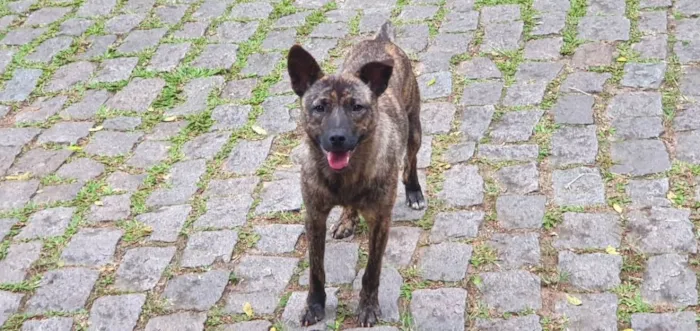 Cachorro raça SRD idade 7 a 11 meses nome Toby