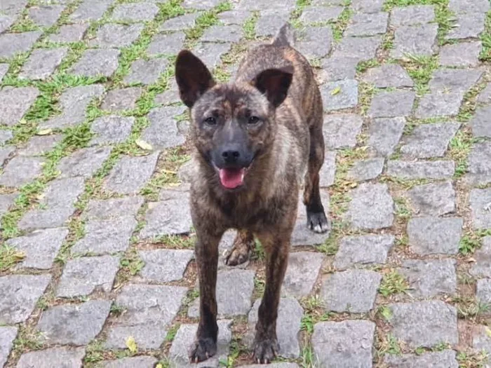 Cachorro raça SRD idade 7 a 11 meses nome Toby