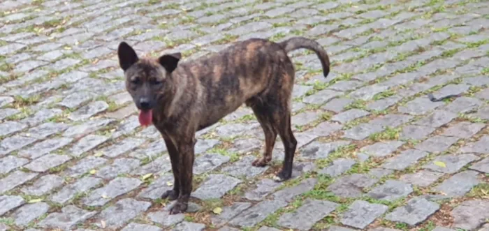 Cachorro raça SRD idade 7 a 11 meses nome Toby