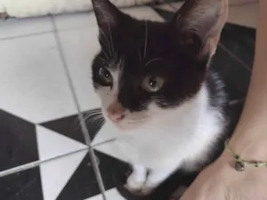 Gato raça SRD idade 2 a 6 meses nome Sem Nome