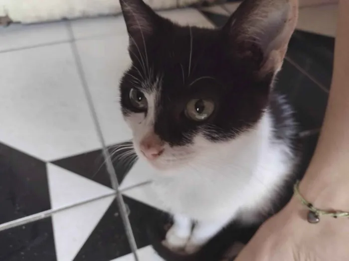 Gato raça SRD idade 2 a 6 meses nome Sem Nome