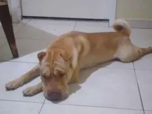 Cachorro raça Sharpei idade 1 ano nome Luke