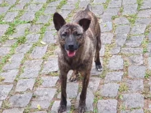 Cachorro raça SRD idade 7 a 11 meses nome Toby