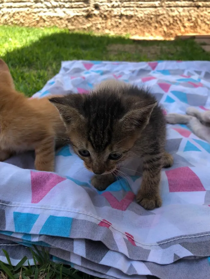 Gato ra a  idade Abaixo de 2 meses nome Cherie