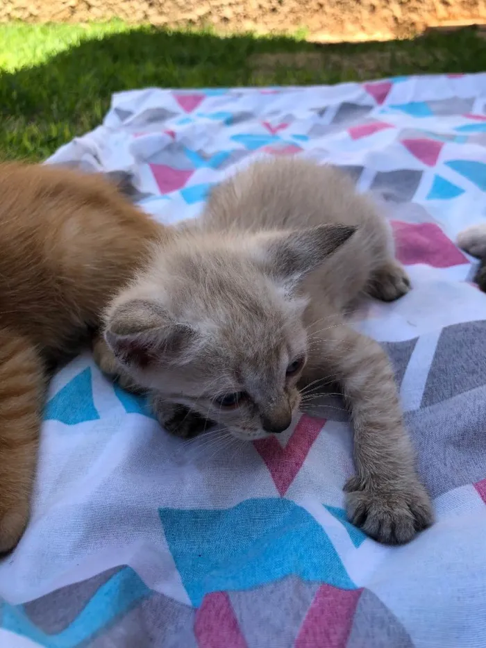 Gato ra a  idade Abaixo de 2 meses nome Cherie