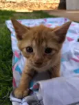 Cherie