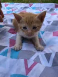 Cherie