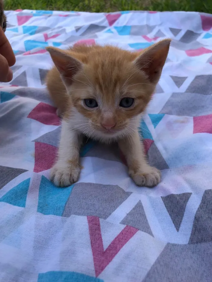 Gato ra a  idade Abaixo de 2 meses nome Cherie