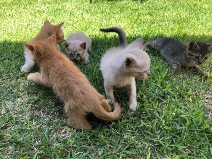 Gato ra a  idade Abaixo de 2 meses nome Cherie