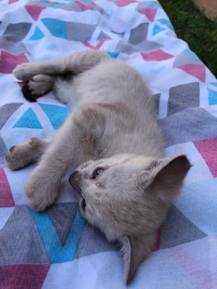 Gato ra a  idade Abaixo de 2 meses nome Cherie