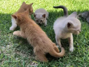 Gato raça  idade Abaixo de 2 meses nome Cherie
