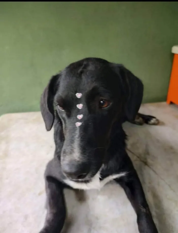 Cachorro ra a SRD idade 1 ano nome Sofia 