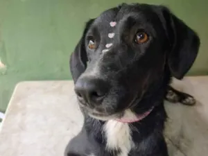 Cachorro raça SRD idade 1 ano nome Sofia 