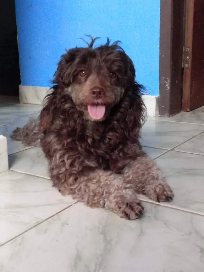 Cachorro ra a Poodle idade 3 anos nome Mel