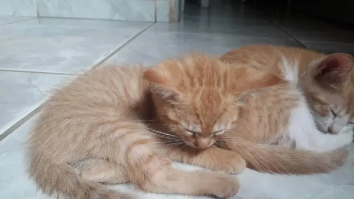 Gato raça SRD idade Abaixo de 2 meses nome Não tem nome 