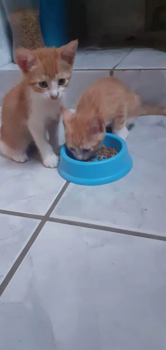 Gato raça SRD idade Abaixo de 2 meses nome Não tem nome 