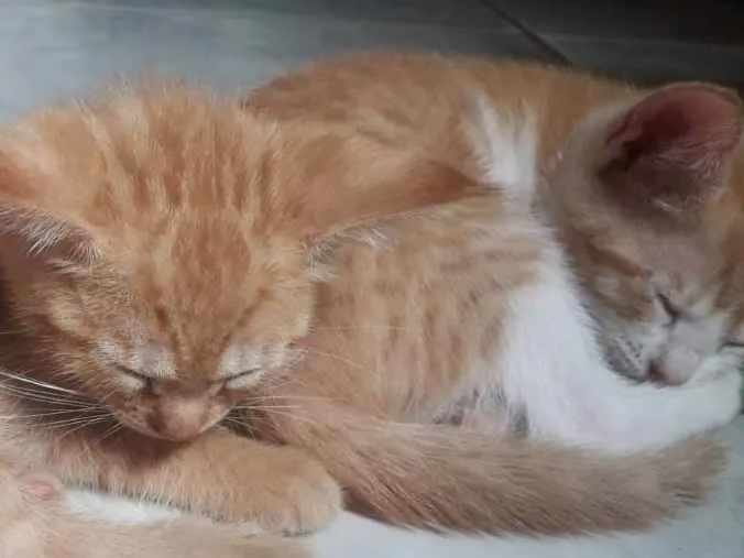Gato raça SRD idade Abaixo de 2 meses nome Não tem nome 