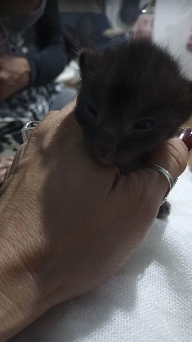 Gato ra a Sem idade Abaixo de 2 meses nome Sem