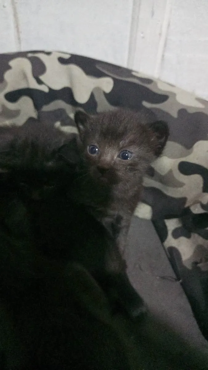 Gato ra a Sem idade Abaixo de 2 meses nome Sem