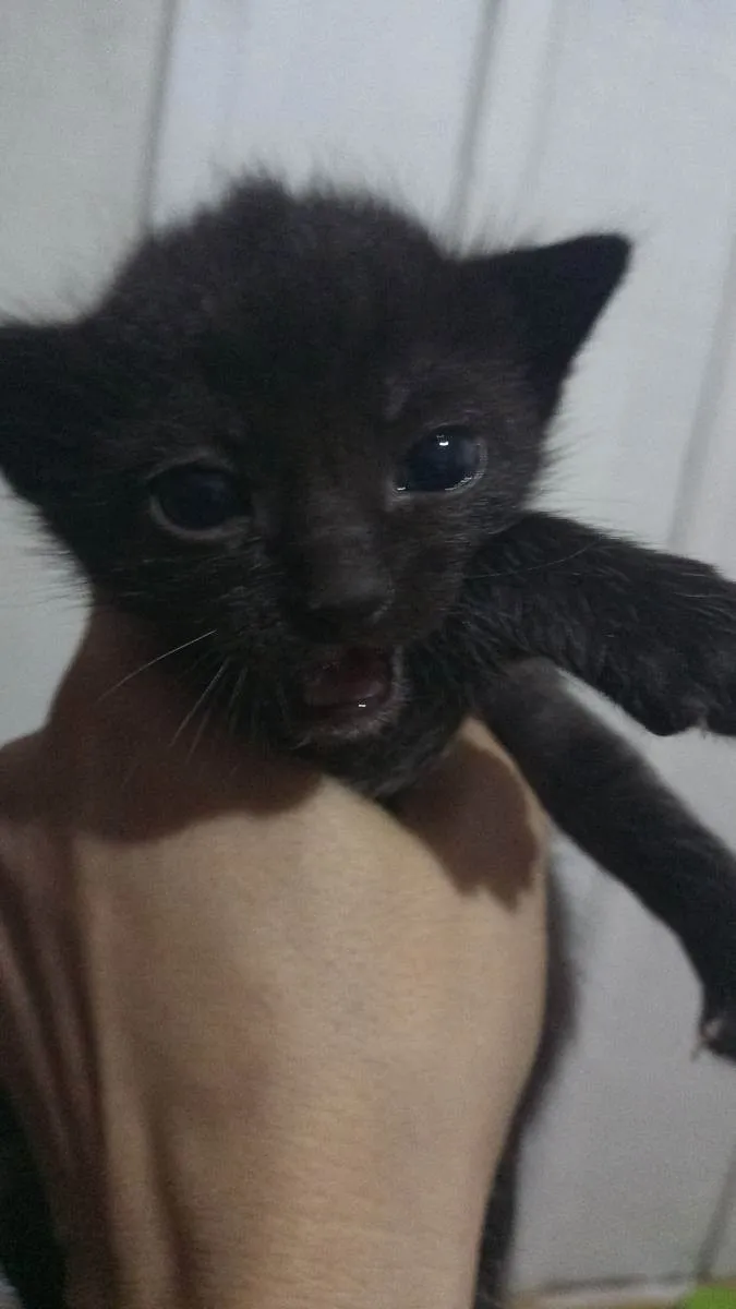 Gato ra a Sem idade Abaixo de 2 meses nome Sem