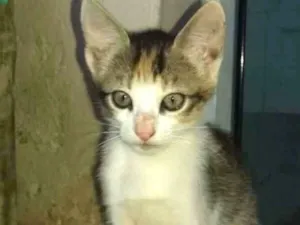 Gato raça  idade 2 a 6 meses nome Sem nome