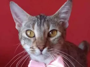 Gato raça Srd idade 7 a 11 meses nome Ava