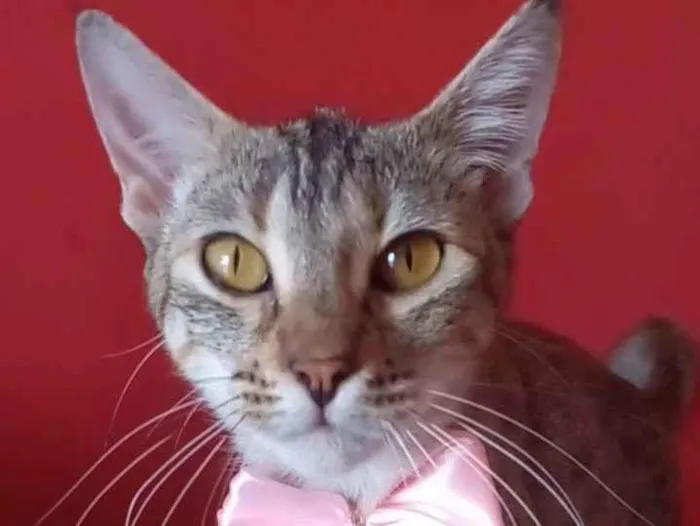 Gato ra a Srd idade 7 a 11 meses nome Ava