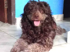 Cachorro raça Poodle idade 3 anos nome Mel