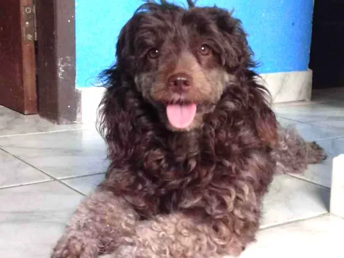 Cachorro ra a Poodle idade 3 anos nome Mel