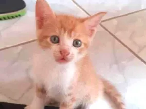 Gato raça SRD idade Abaixo de 2 meses nome Não tem nome 