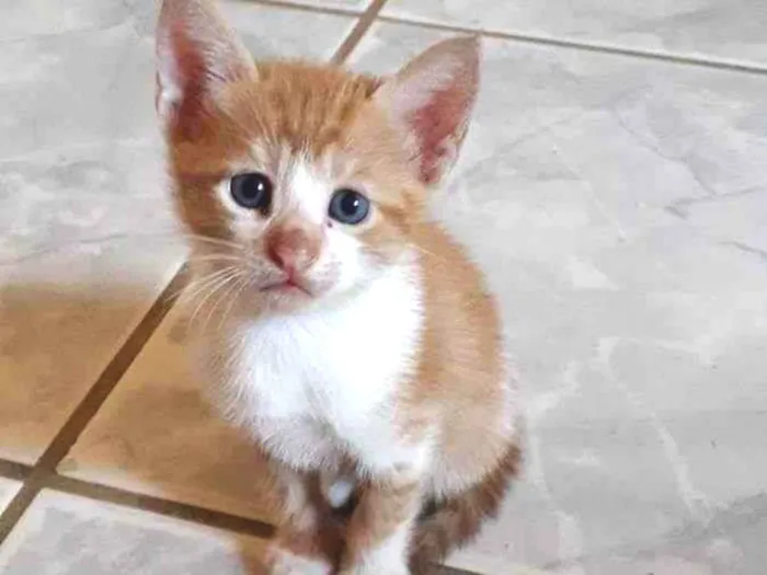 Gato raça SRD idade Abaixo de 2 meses nome Não tem nome 
