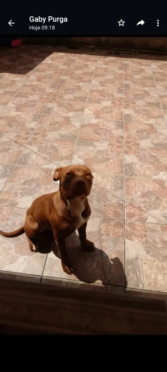Cachorro raça Pitbull  idade 7 a 11 meses nome Atena 