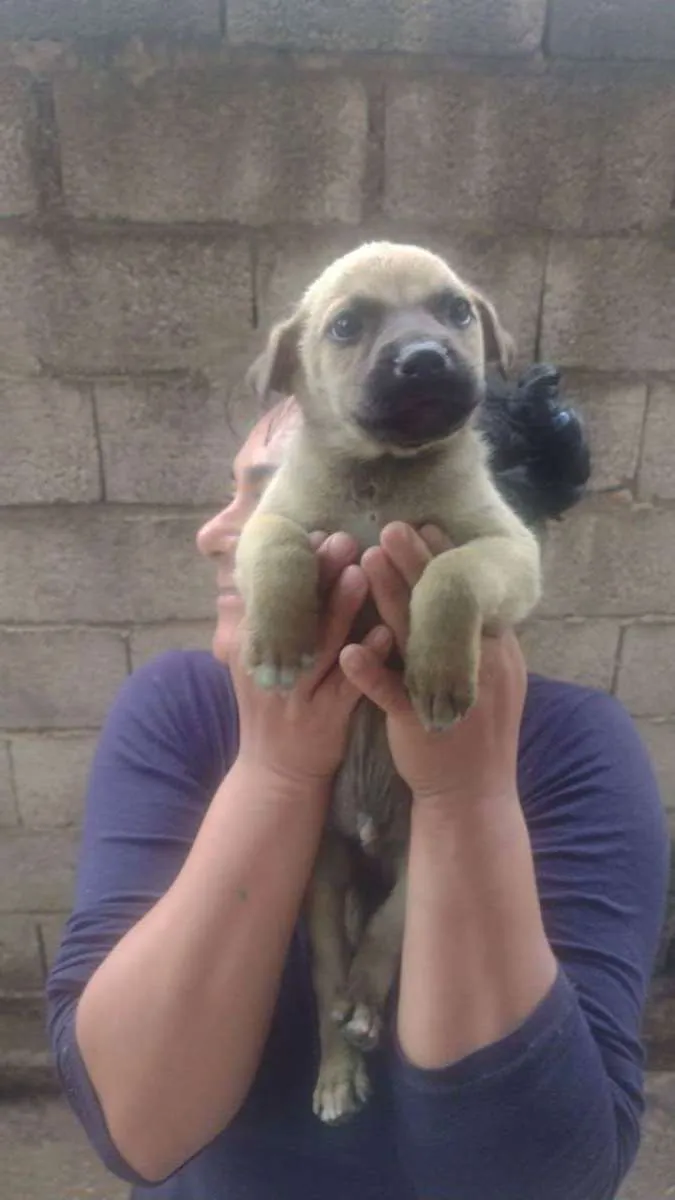 Cachorro ra a Srd idade Abaixo de 2 meses nome Sem nome