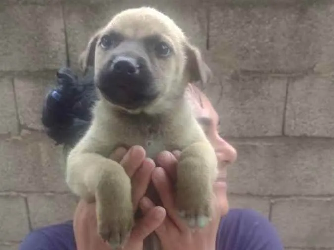 Cachorro ra a Srd idade Abaixo de 2 meses nome Sem nome