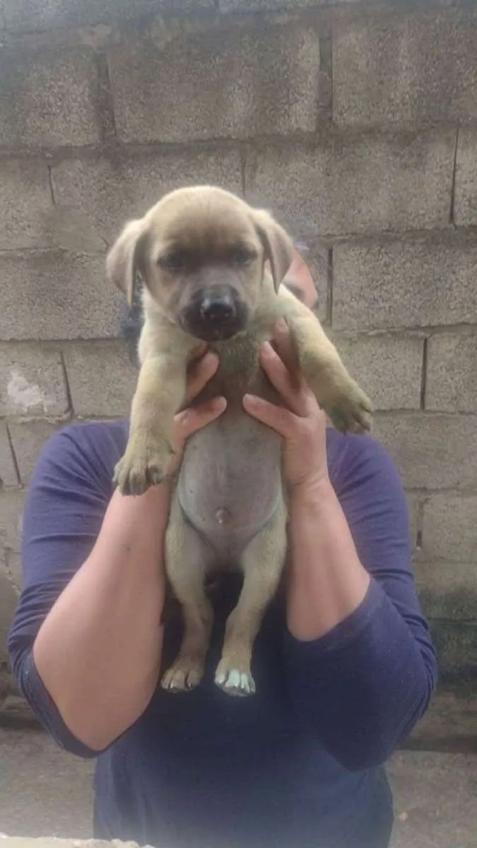 Cachorro ra a Srd idade Abaixo de 2 meses nome Sem nome