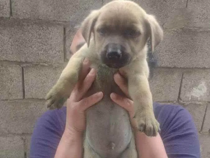 Cachorro ra a Srd idade Abaixo de 2 meses nome Sem nome