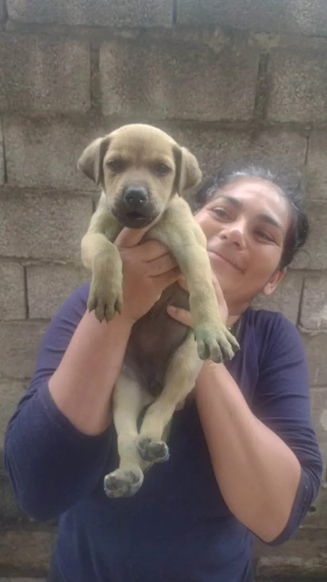 Cachorro ra a Srd idade Abaixo de 2 meses nome Sem nome