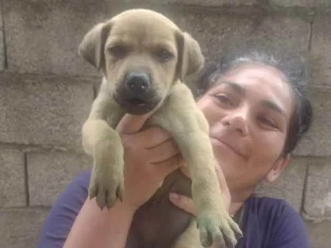 Cachorro ra a Srd idade Abaixo de 2 meses nome Sem nome