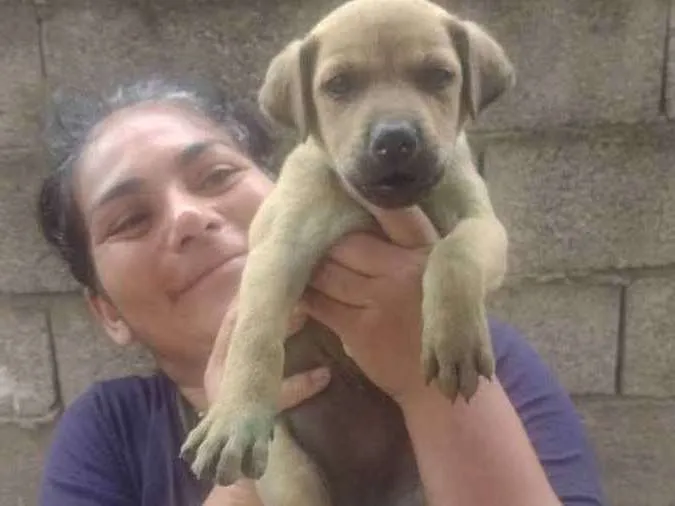 Cachorro ra a Srd idade Abaixo de 2 meses nome Sem nome