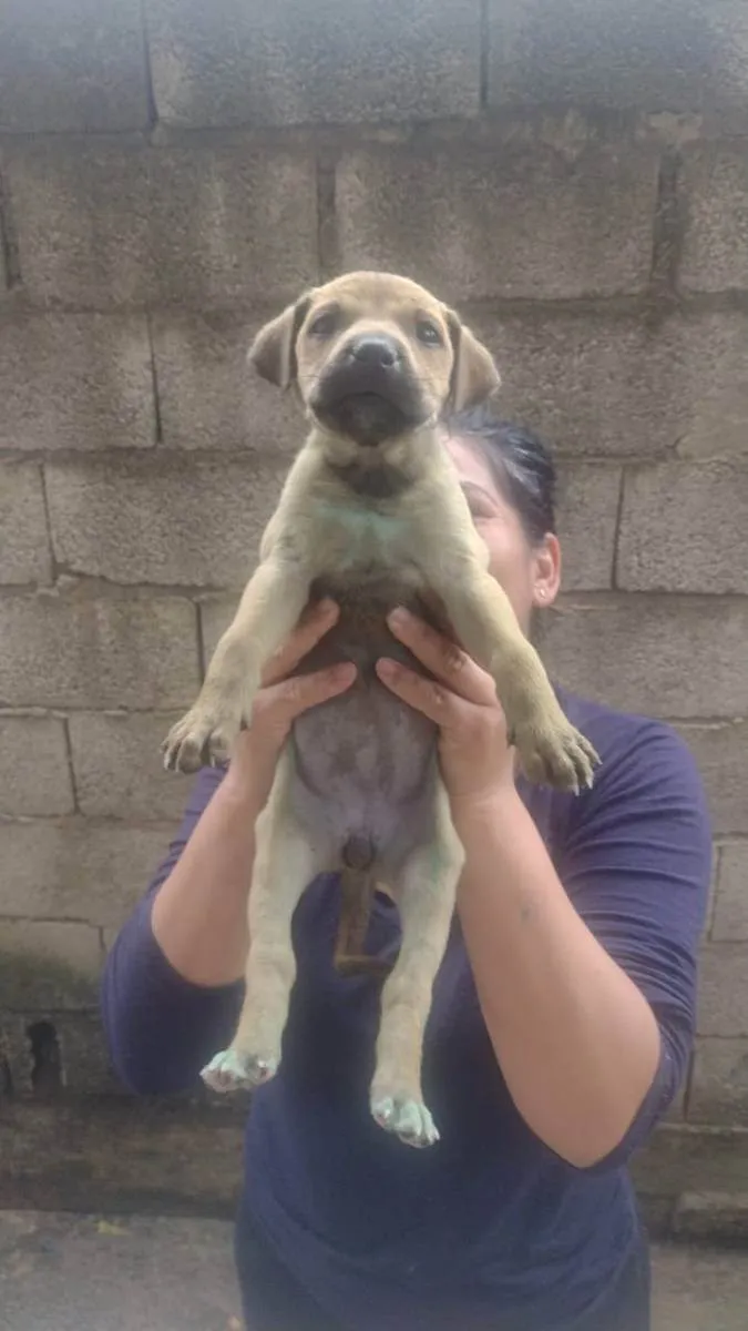 Cachorro ra a Srd idade Abaixo de 2 meses nome Sem nome