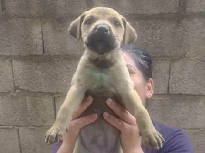 Cachorro ra a Srd idade Abaixo de 2 meses nome Sem nome