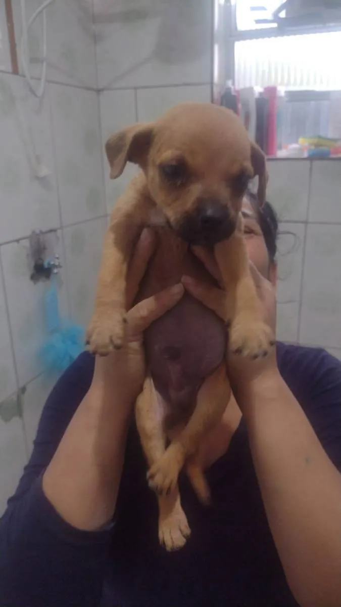 Cachorro ra a Srd idade Abaixo de 2 meses nome Sem nome