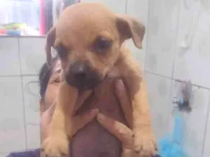 Cachorro raça Srd idade Abaixo de 2 meses nome Sem nome