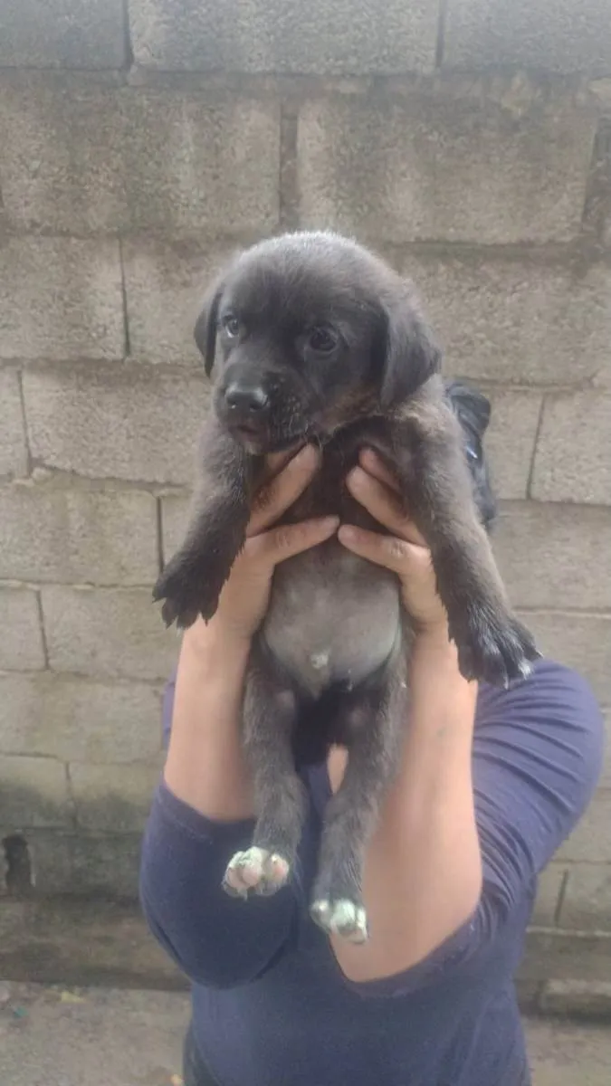 Cachorro ra a Srd idade Abaixo de 2 meses nome Sem nome¼