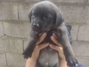 Cachorro raça Srd idade Abaixo de 2 meses nome Sem nome¼